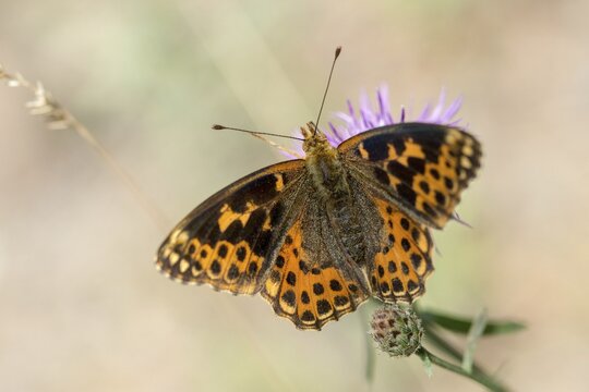 Aberration, argynnis lathonia, issoria lathonia, small mother-of-pearl butterfly, queen of Spain fritillary, butterfly, insects, butterfly, butterflies