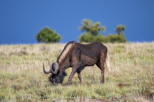 White-tailed wildebeest (Connochaetes gnou), adult, Mountain Zebra National Park, Eastern Cape, South Africa