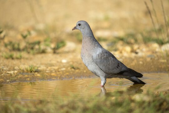 Columba Oenas, Holdove, Stock Pigeon, Bath, Bathe, Bird Bath, Birds, Columbidae, Doves, Adolescent, Juvenile, Doves, Potion, Birdbath, Birds, Watering Place