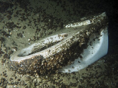 Old toilet submerged in water, overgrown with Quagga zebra mussels (Dreissena rostriformis bugensis), an invasive species, Wildsau dive site, Berlingen, Lake Constance, Switzerland, Germany
