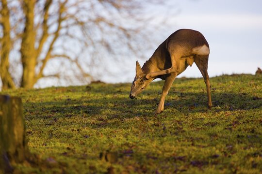 A male roe deer (Capreolus capreolus) stands at sunrise in a meadow, scratching his head with its hind leg