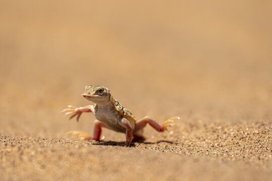 Shovel-nosed lizard (Meroles anchietae), in the sand, stretching its legs in the air to cool off, Namib Desert, Namib Naukluft Park, Namibia