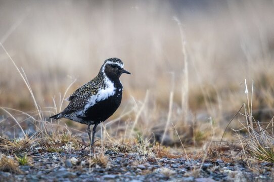 Golden plover, golden plover, Norway, Pluvialis apricaria, varanger, birds, charadriiformes, limikolen, plower, plovers, birds, waders, waders