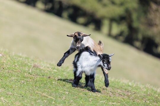 Two young pygmy goats (Capra hircus) are playing together on a sunny day in a green meadow. Austria