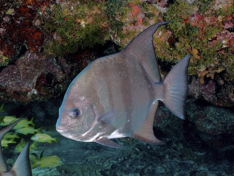 A solitary Atlantic spadefish (Chaetodipterus faber) swims in front of a colourful coral reef wall, surrounded by other marine life, at the John Pennekamp Coral Reef State Park dive site, Key Largo, Florida Keys, Florida, USA