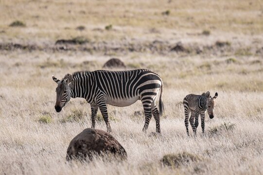 Cape Mountain Zebra (Equus zebra zebra), mother with foal, Mountain Zebra National Park, Eastern Cape, South Africa