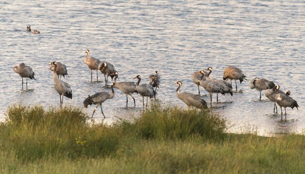 Crane, grus grus, crane, birds, color marking, color ring, gruidae, gruiformes, crane birds, sleeping community, sleeping place, waitbirds, birds
