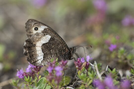 Hipparchia alcyone, Hipparchia hermione, small forest porter, rock grayling, butterfly, insects, butterfly, butterfly, butterflies