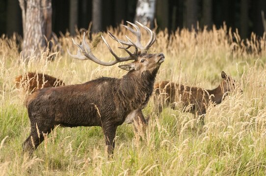Artiodactyla, Cervus Elaphus, even-toed ungulate, cloven-hoofed, red deer, red deer, rotting, flea, deer, mammals, mammals