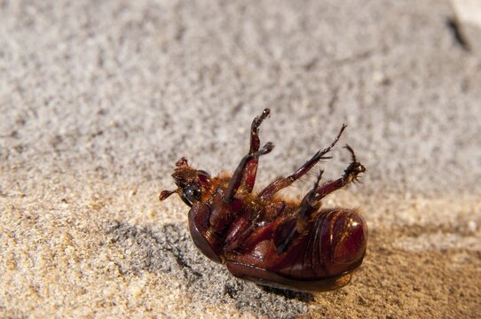Rhinoceros beetle spec., phyllognathus excavatus, rhinocero beetle, beetle, coleoptera, death, insects, beetles, male, dead