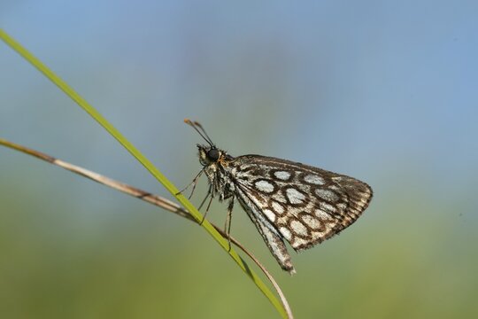 Hesperiidae, heteropterus morpheus, large chequered skipper, mirrorspot thighead, butterfly, thighead, insects, butterfly, butterflies