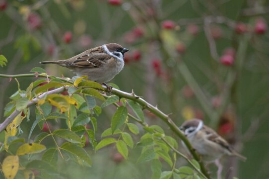Tree sparrow, dog rose, Passer Montanus, Rosa Canina, rosaceae, rose family, sparrow, tree sparrow, autumn, birds, dog rose, flora, hedge, hedge, autumn, passeri, plants, songbirds, sparrow, sparrow, sparrow, sparrow, sparrow, sparrow, sparrow, sparrow