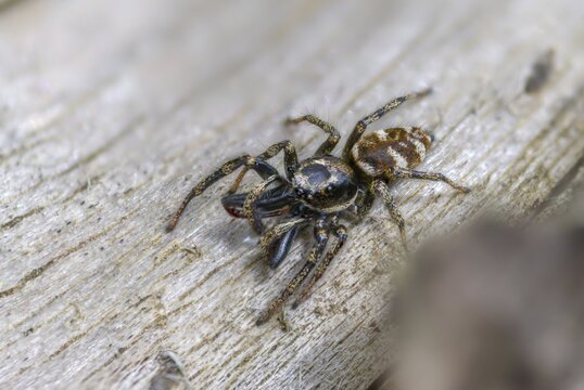 Arachnida, Harlequin Jumping Spider, Wall Zebra Jumping Spider, Salticus Scenicus, Arachnids, Zebra Jumper, Zebra Spider, Spider, Spiders