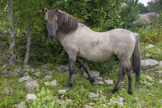 Equus Caballus sspec., horse, konic, odd-toed ungulates, perissodactyla, grazing, domesticated animals, extensive grazing, pet, horses, landscape management, landscape preservation, mammals, horses, pony, mammals, unpaired ungulates