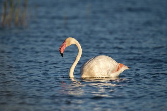 Afro-Asian Greater Flamingo, Eurasian Flamingo, European Flamingo, Granelli, Greater Flamingo, Italy, Pantano Cuba Lagoon, Pantano Longarini Lagoon, Pantani Cuba and Longarini, Phoenicopterus Roseus, Rosy Flamingo, Migratory Bird Sanctuary Pantani Cuba & Longarini, Birds, Ciconiiformes, Flamingo, Italy birds, Sicily, Foundation for Biodiversity, stork birds, birds