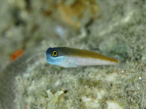 Small blue-and-yellow blenny, blue-headed blenny (Ecsenius ops), near corals on the seabed, Spice Reef dive site, Penyapangan, Bali, Indonesia