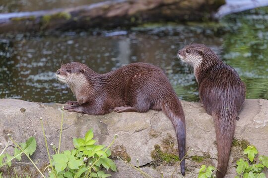 On a sunny day, two oriental small-clawed otter (Aonyx cinerea) are resting on a rock by the riverbank. India to Southeast Asia, islands of Sumatra, Java, Borneo and Palawan