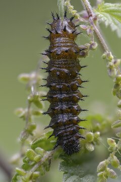 Admiral, nettle, large stinging nettle, red admiral, urtica dioica, urticaceae, Vanessa Atalanta, nettle, butterfly, common nettle, flora, high size, portrait format, inchworm, insects, nettle, nettle leaf, plants, caterpillar, butterflies, stinging nettle, butterflies, stinging nettle, butterflies, stinging nettle, butterflies