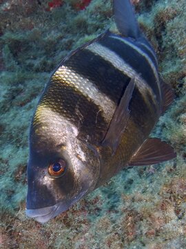 Close-up of a striped fish, the zebra bream (Diplodus cervinus cervinus), swimming over seaweed in clear water, Las Rosas dive site, Las Galletas, Tenerife, Canary Islands, Spain