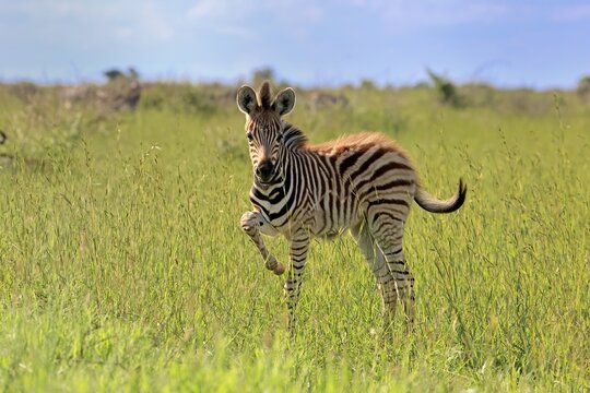 Burchell's zebra (Equus quagga burchelli), Burchell's zebra, young animal, foal, alert, Kruger National Park, South Africa