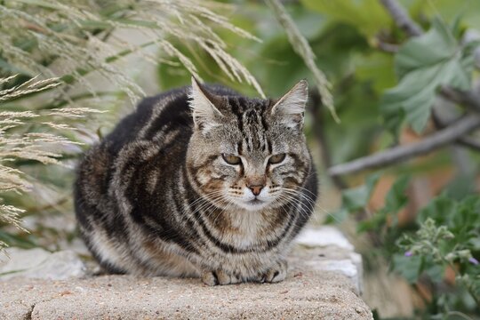 House cat lying on a wall, Algarve, Portugal