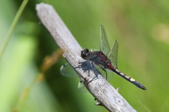 Large moss maiden, large white-faced darter, leucorrhinia pectoralis, yellow-spotted whiteface, anisoptera, damselflies, dragonflies, insects, dragonflies, males, odonata