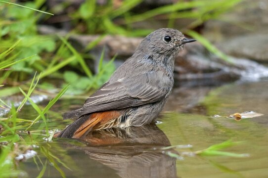 Black redstart, house redtail, Phoenicurus ochruros, bath, bird bath, birds, garden, passeri, songbirds, potion, birdbath, birds, watering place