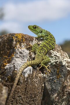 Ocellated lizard, pearl lizard, Timon lepidus, critters, lizards, extremadura, adolescent, high size, portrait format, jewelled lizard, juvenile, reptiles, lizards, reptilia, reptiles, Spain