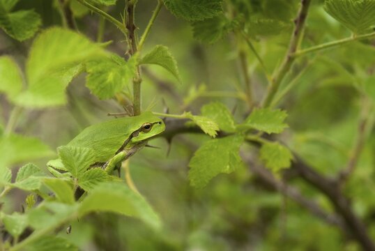 Eastern tree frog, hyla orientalis, tree frog, amphibians, amphibians, Bulgaria, frog, frog, amphibian, eastern tree frog
