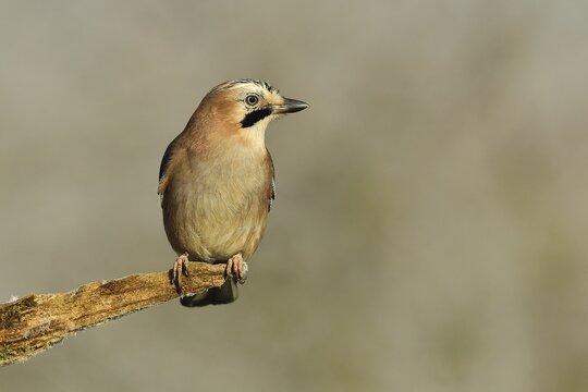 Eurasian jay (Garrulus glandarius), sitting on a tree root, North Rhine-Westphalia, Germany