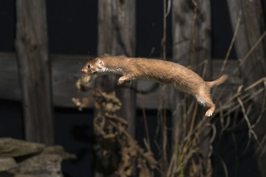 Carnivora, least weasel, mouse weasel, mustela nivalis, predators, bolt, mammals, raptors, jump, mammals