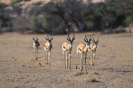 Springbok (Antidorcas marsupialis), herd in the dry Auob riverbed, Kalahari Desert, Kgalagadi Transfrontier Park, South Africa
