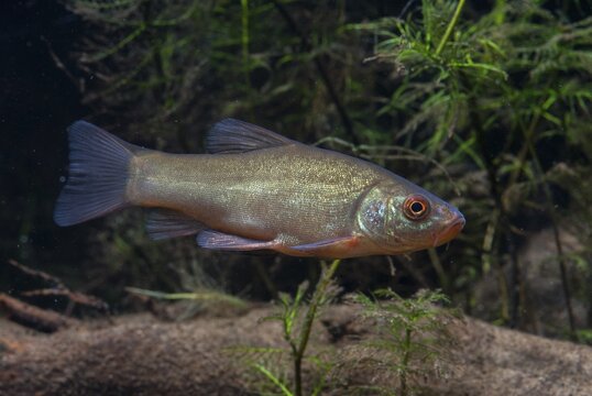 Schleie, Tench, Tinca Tinca, Doctor Fish, Fishes, Pisces