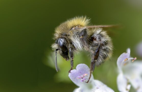 Field bumblebee, apidae, bees, Bombus pascuorum, drone, hymenoptera, common carder bee, bumblebee, insects, insects
