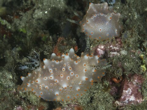 Two nudibranchs with orange spots, the Batangas Halgerda (Halgerda batangas), on a coral reef, set against the underwater landscape, at the Twin Reef dive site, Penyapangan, Bali, Indonesia