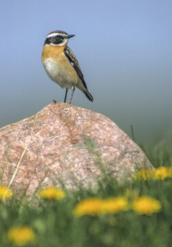 Whinthroat, saxicola rubetra, whinchat, birds, high size, portrait format, male, passeri, songbirds, birds