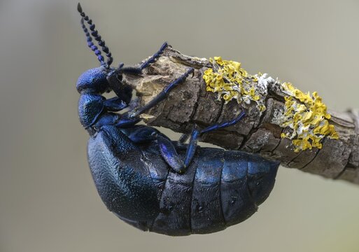 Blue mayworm, mayworm, meloe cf violaceus, meloe violaceus, meloid beetle, purple oil beetle, beetle, coleoptera, insects, beetles, oil beetle, oil beetle