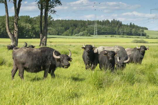 Artiodactyla, Bubalus Arnee, Even-Toed Ungulate, Frie&szlig;nitzer See, Germany, Greiz, Pairhoofes, Thuringia, Water Buffalo, Grazing, Domesticated Animals, Extensive Grazing, Grazing, Pets, Mammals, Vogtland