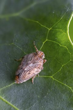 Real beetle cicada, Issus coleoptratus, beetle cicada, the planthopper, high size, portrait format, insects, cicadas