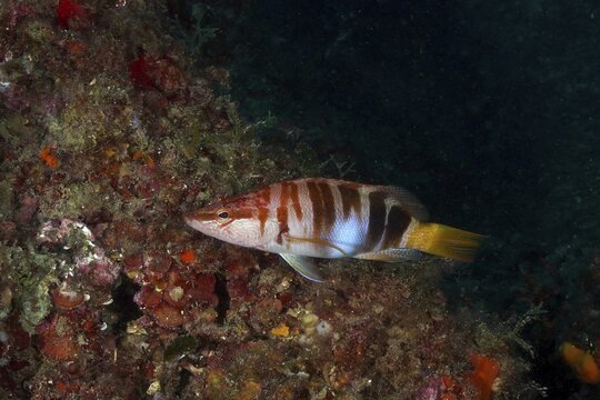 Colourful scribe wrasse (Serranus scriba) against a dark background and corals in the sea, dive site: Cap de Creus Marine Reserve, Rosas, Costa Brava, Spain, Mediterranean Sea
