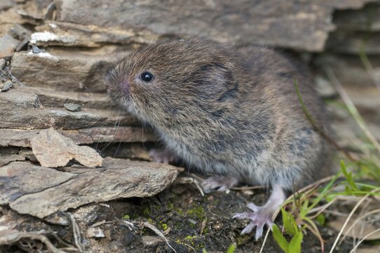 Earth mouse, field vole, microtus agrestis, rodents, Norway, rodentia, short-tailed vole, varanger, mammals, mouse, muroids, rodents, mammals, vole