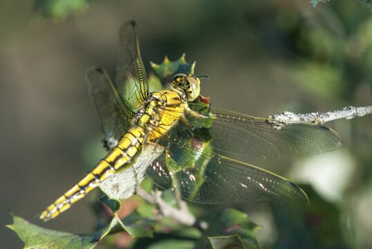 Black-tailed skimmer, big blue arrow, orthetrum cancellatum, anisoptera, damselflies, dragonflies, extremadura, freshly hatched, insects, dragonflies, odonata, Spain
