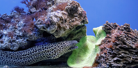 Panoramic marine life reef background for global environment protection layout © Minakryn Ruslan 