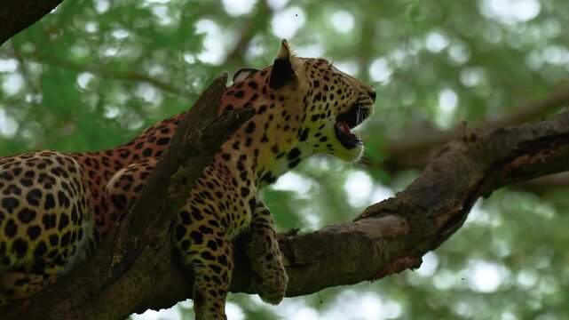 Indian leopard cub resting peacefully on a tree branch in Jhalana Leopard Conservation Reserve, Rajasthan, showcasing the natural climbing behavior of this elusive big cat in its forest habitat.