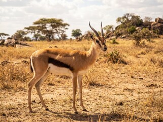 Fototapeta premium Speke's Gazelle Standing in an Arid East African Plain, Realistic Wildlife Portrait in Natural Dry Landscape