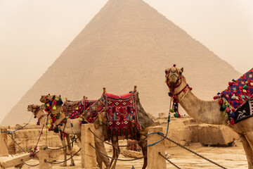 Fototapeta premium Camels in the Sahara desert with Pyramids of Giza in Egypt travel guide. A desert storm giving an orange colour in the air.