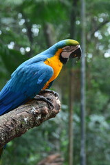 parque das aves - foz do iguçu © jorgealberto