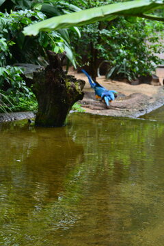 parque das aves - foz do igu&ccedil;u