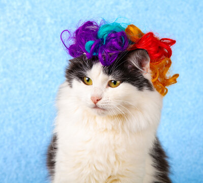Portrait of a cute funny black and white cat in a rainbow wig against blue background