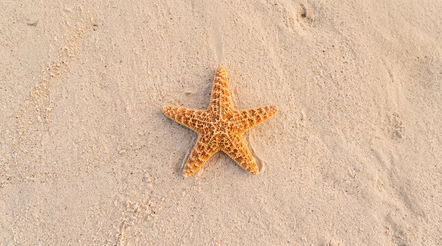 Close-up of a starfish resting on pristine sandy beach with golden light